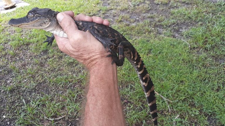 Wildlife Rescue Bradenton Sarasota Florida | Matthews Wildlife Rescue