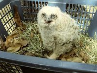 Wildlife Rescue Bradenton Sarasota Florida