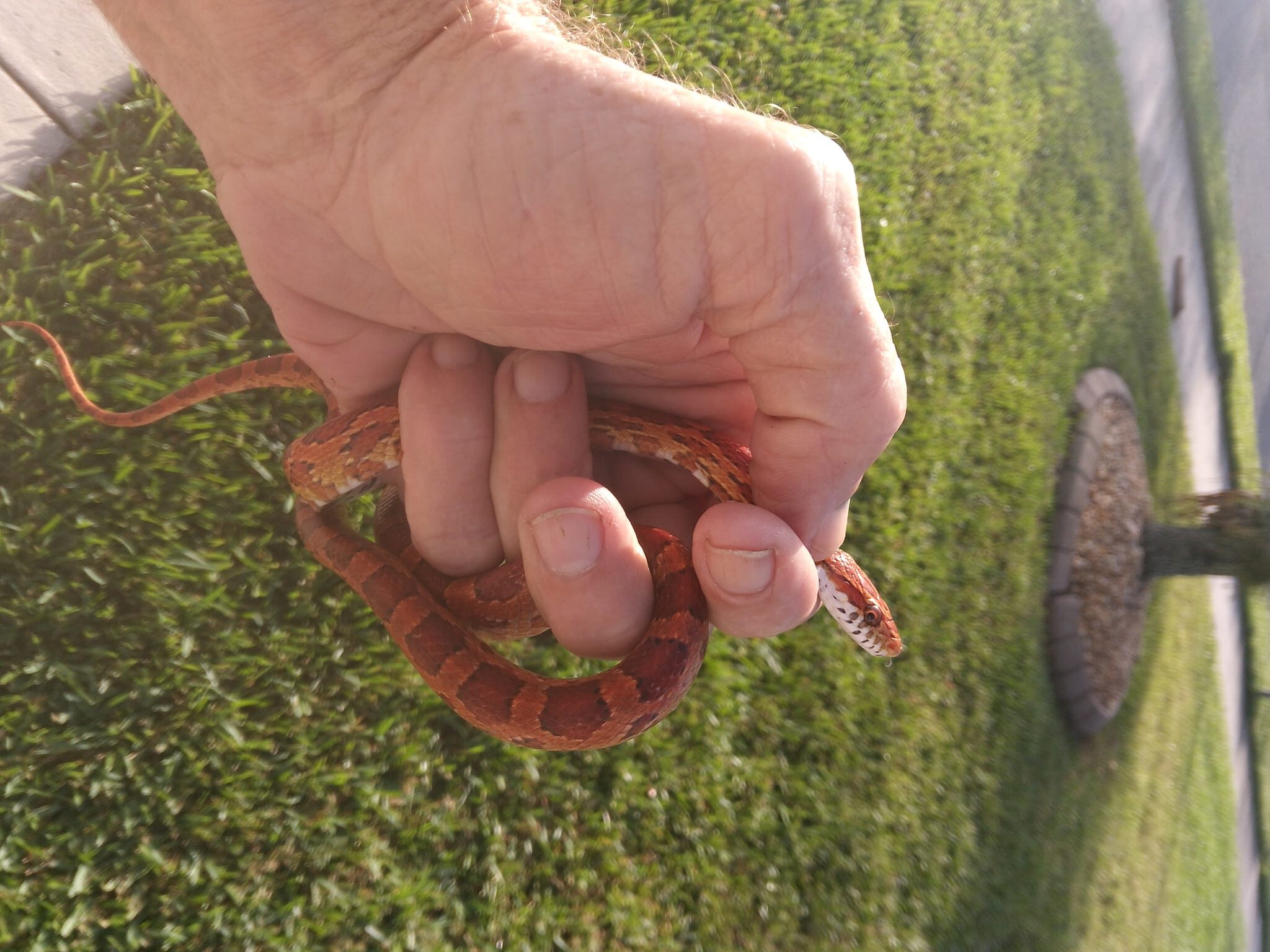 Matthews Wildlife Rescue