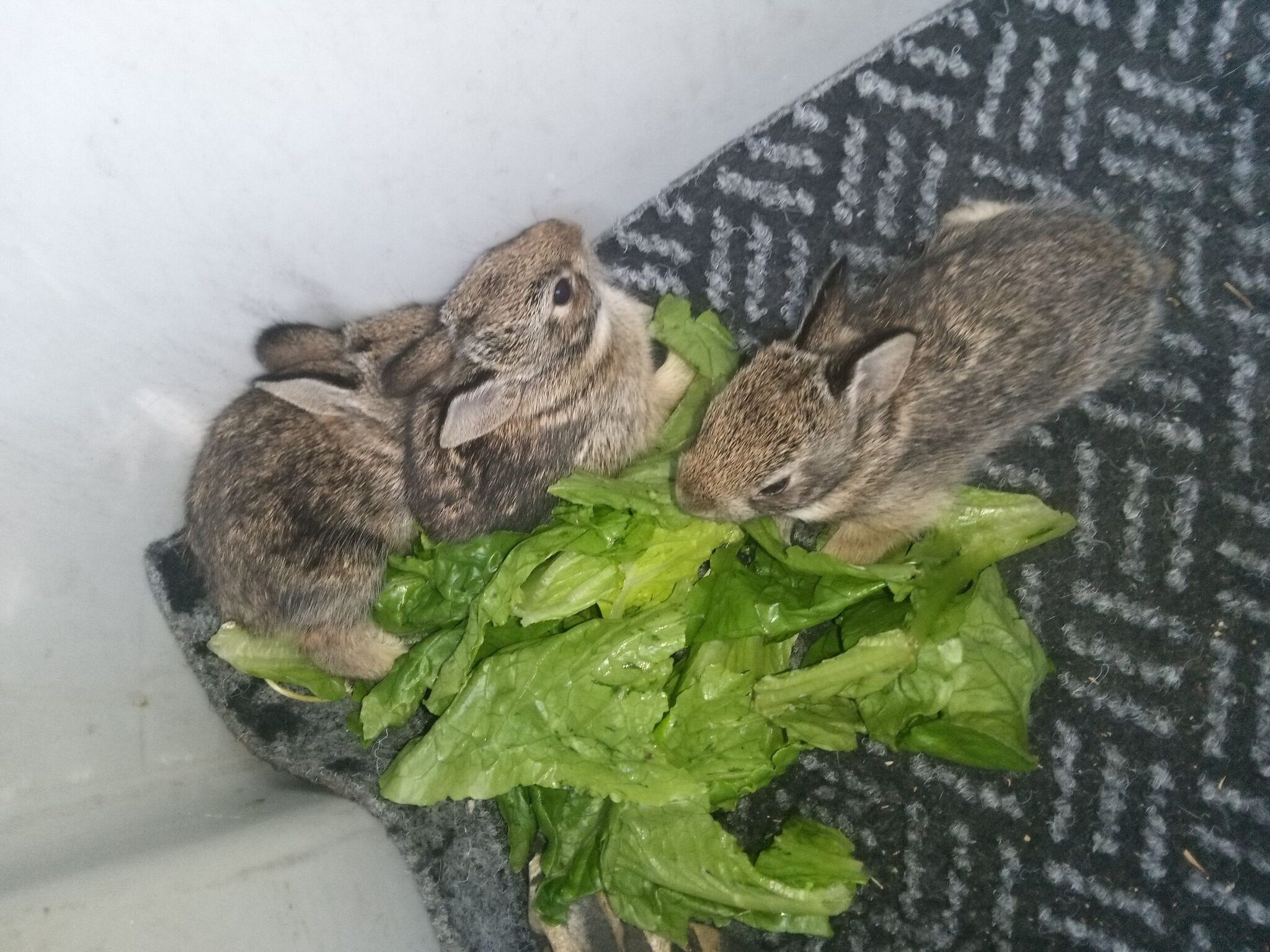 Matthews Wildlife Rescue