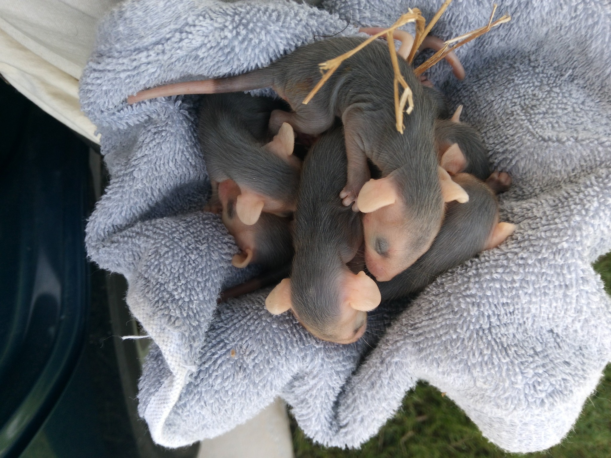 Matthews Wildlife Rescue