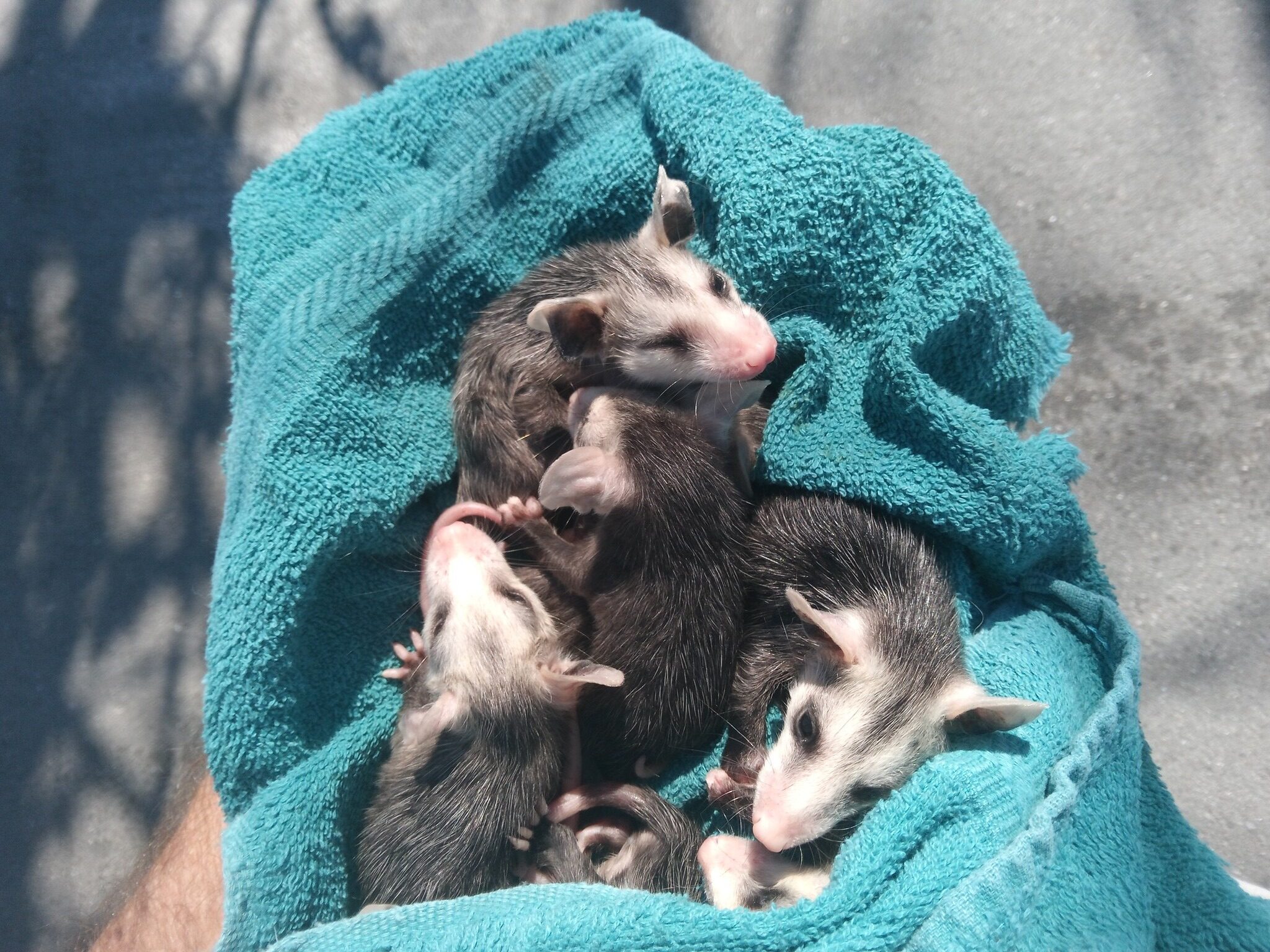 Matthews Wildlife Rescue
