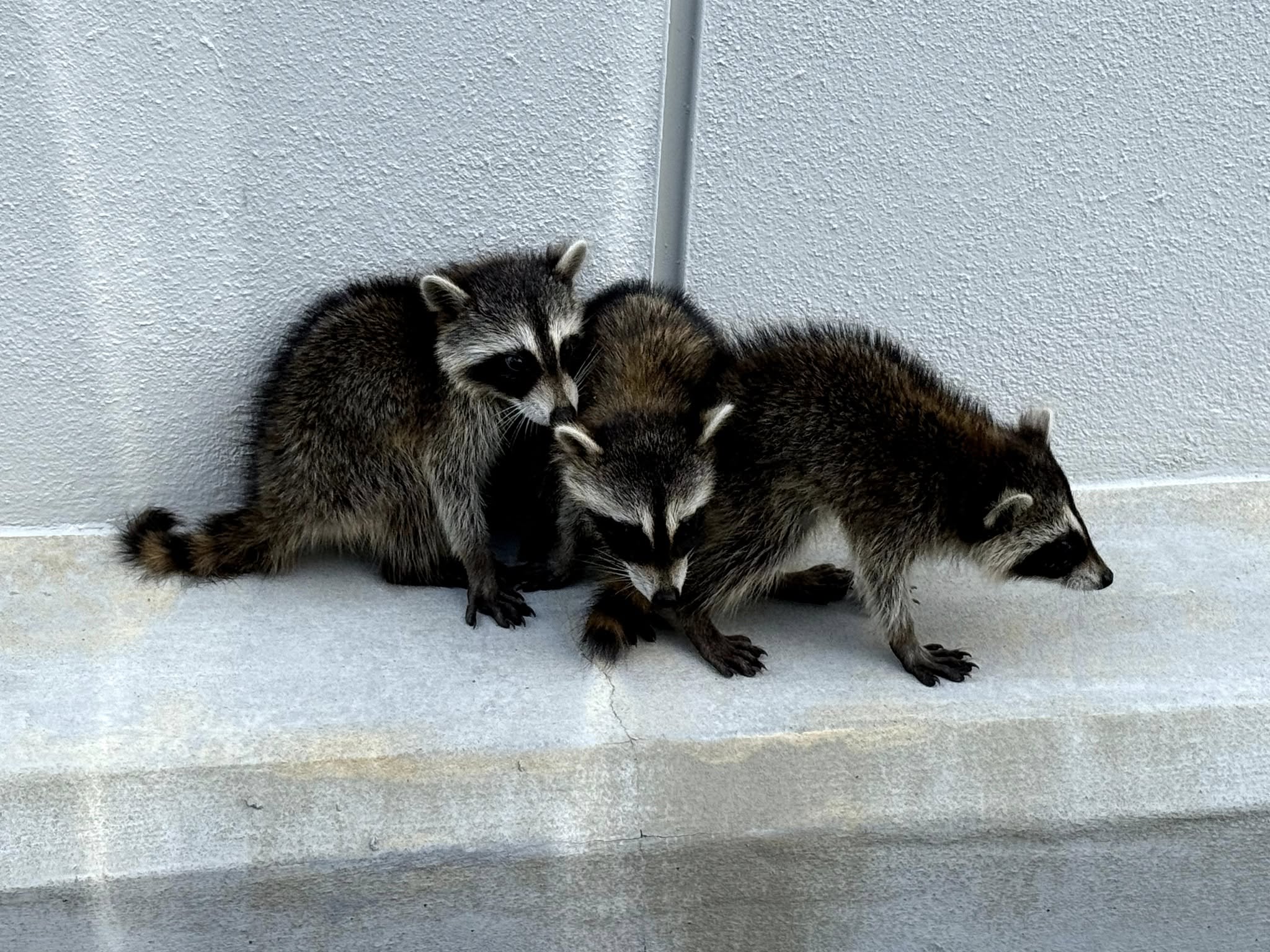 Matthews Wildlife Rescue