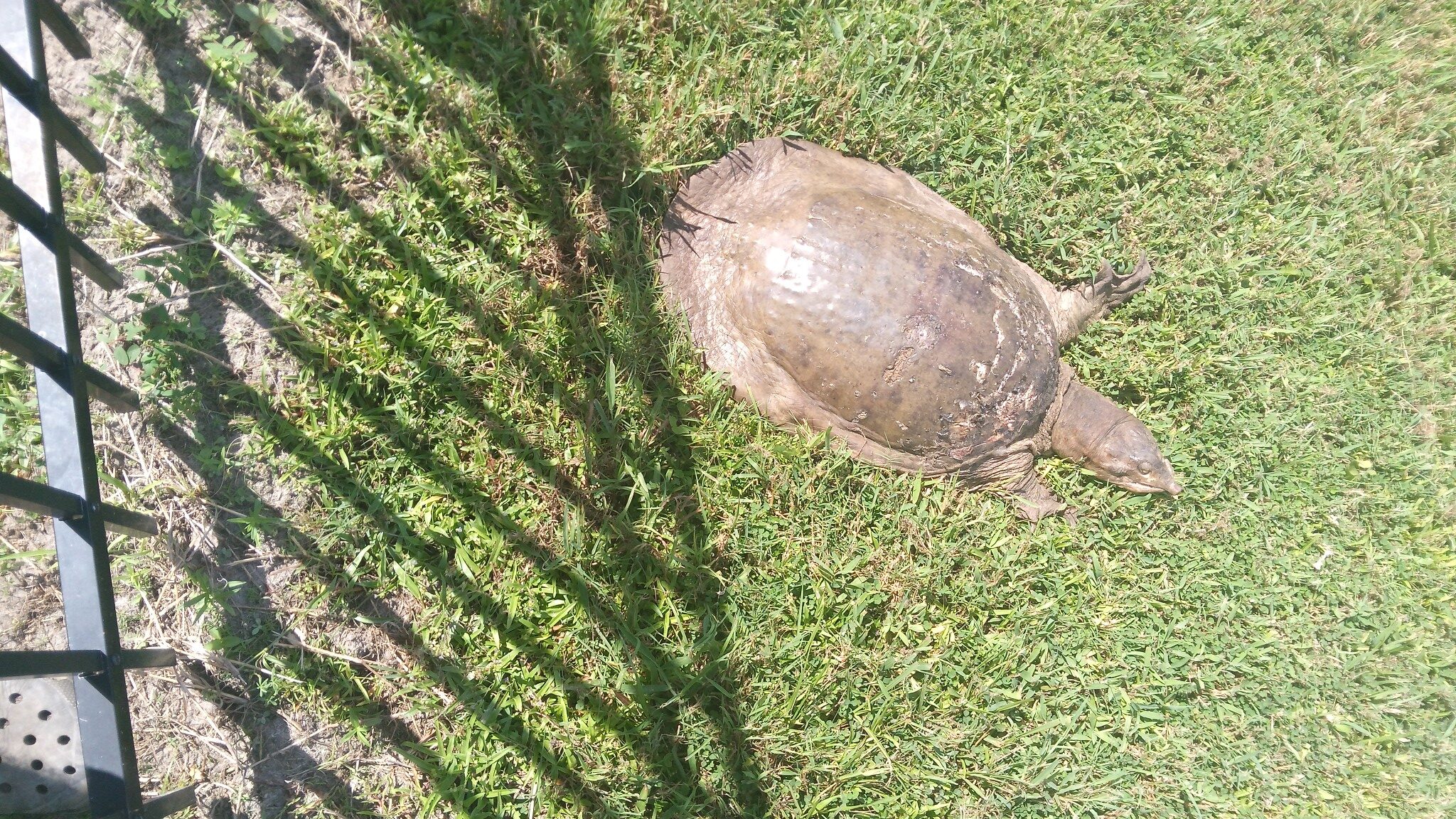 Matthews Wildlife Rescue